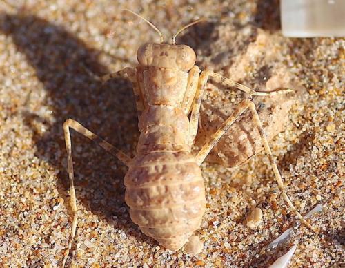 Réf. 267 096 : Eremiaphila sp.